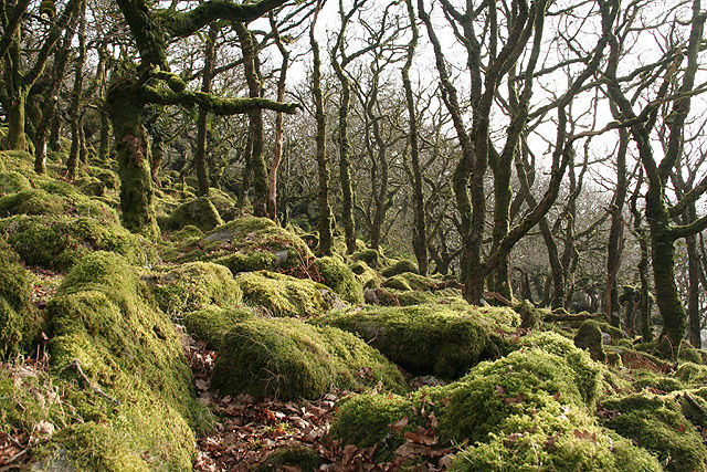 Image of Wistman’s Wood, Dartmoor, Devon