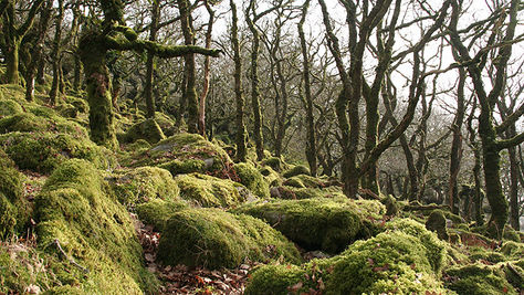 You won't believe the terrifying secrets hidden inside this ancient, haunted forest
