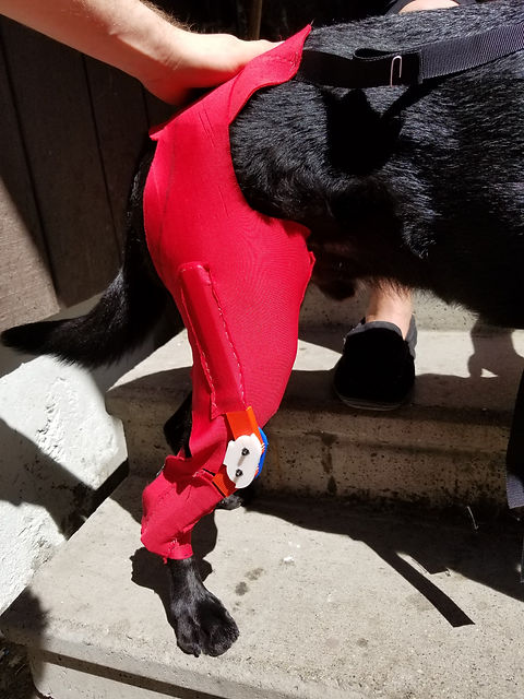 K9_Hip.jpg