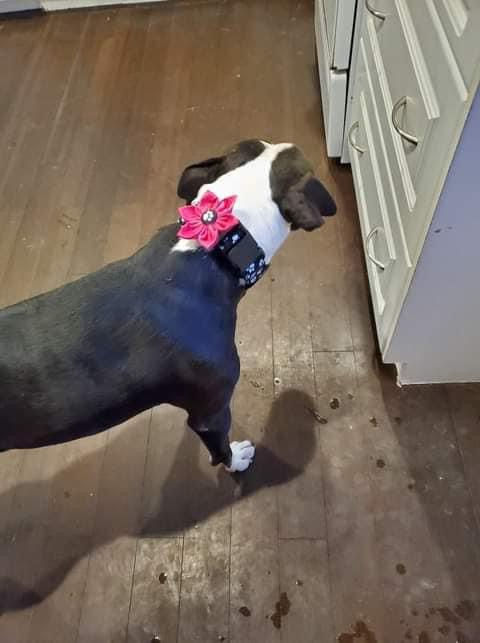 Thumbnail: Large Flower Pink Sparkle