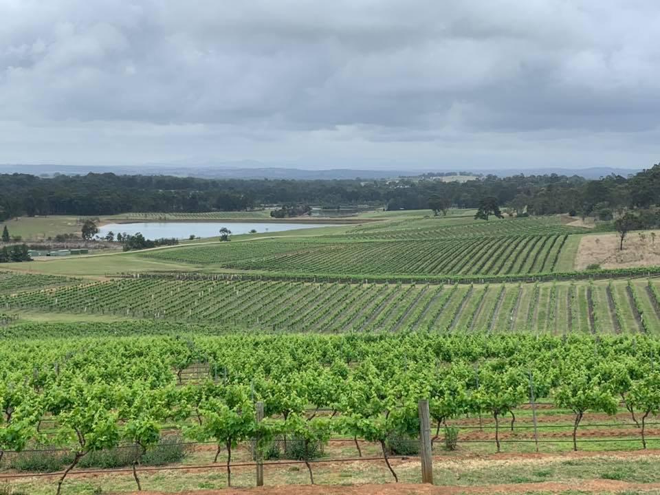 Vineyard