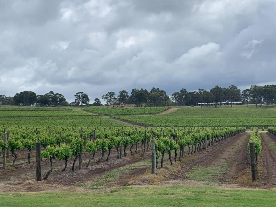vineyard 2