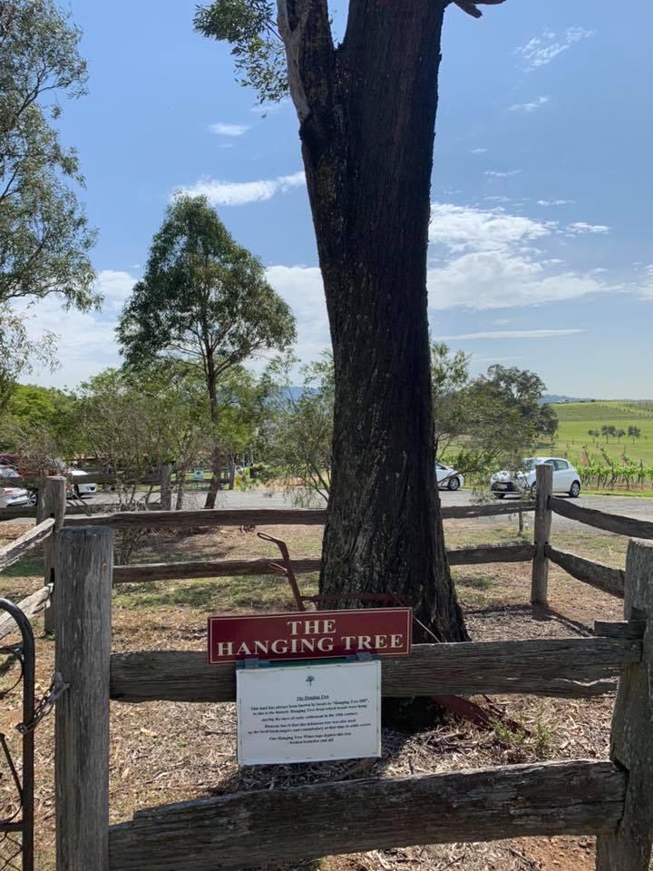 vineyards hanging tree wines 2