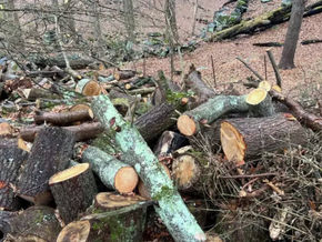 Hundred's more trees were removed behind governor's Greenwich home