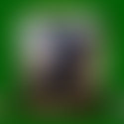 Five foot lizard on the lam in CT