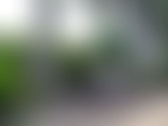 The Life of a Tree and Why You Should Care