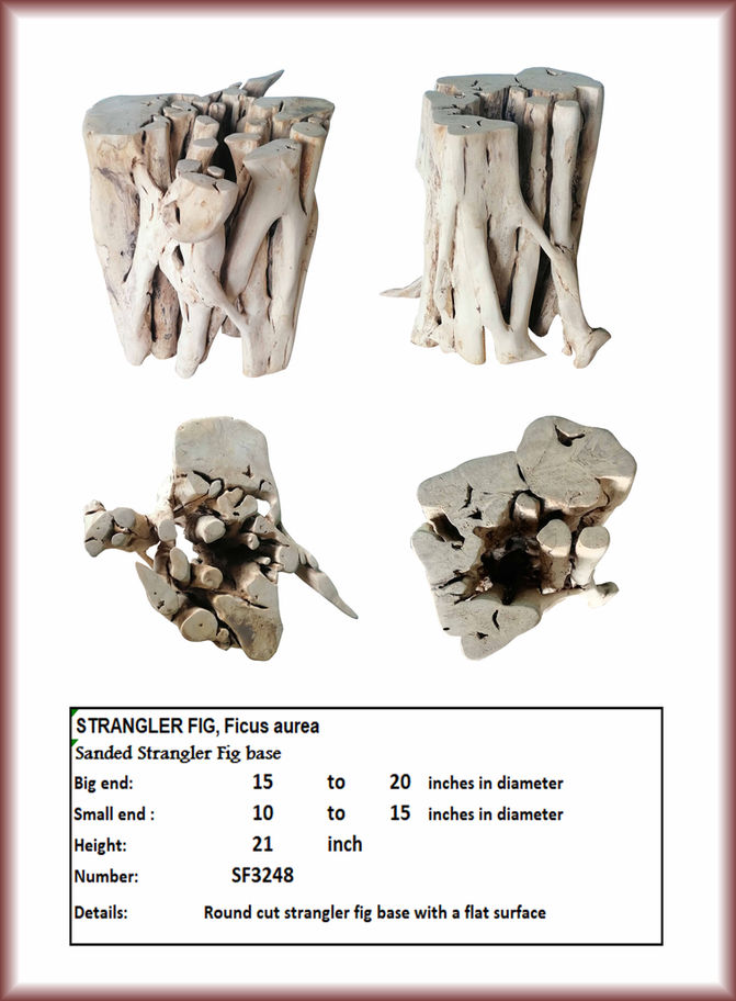 Strangler Fig Base
