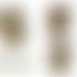 Three Ficus benjamina tree bases, 12" to 15" inches in diameter, Diamond Tropical Hardwoods.