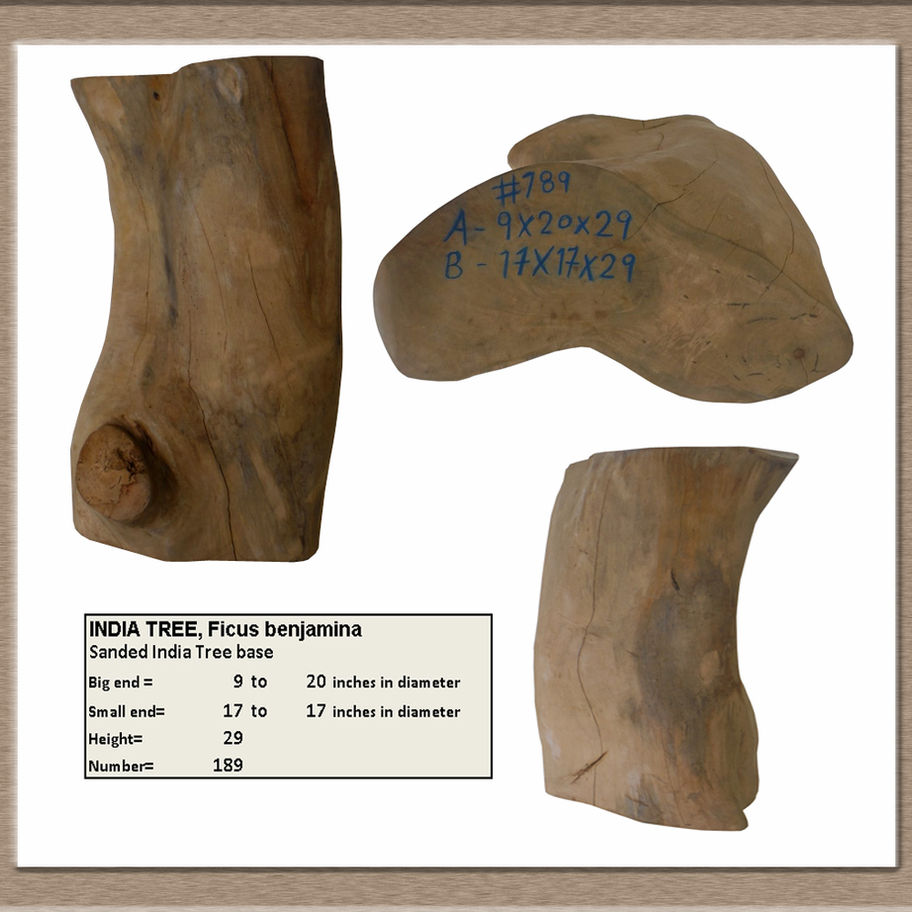 Three pieces of India Tree, Ficus Benjamina, Sanded Teak Base T3080, details included.