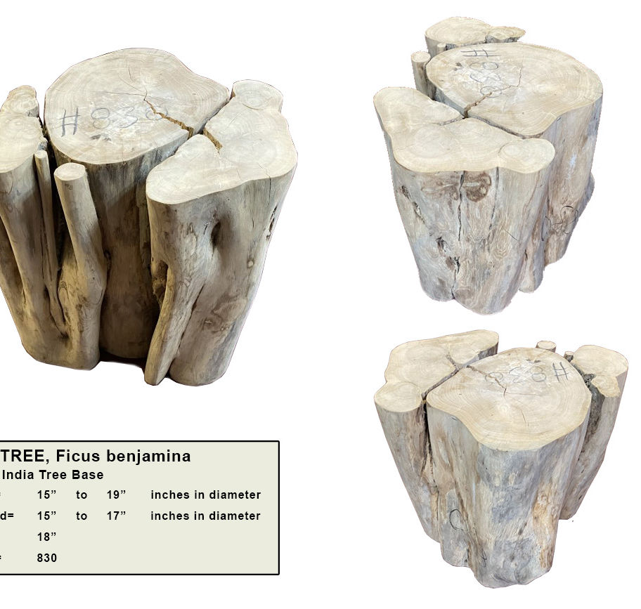Three Ficus benjamina tables in different angles providing Sanded Teak Base T2906 view and details.