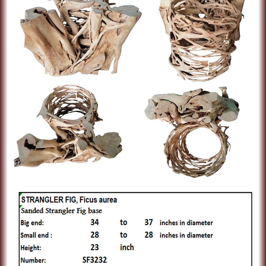 Strangler Fig Base