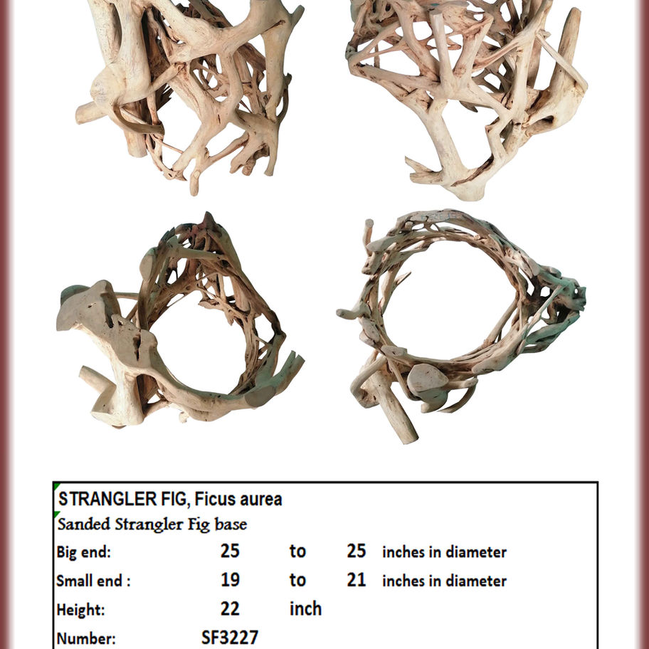 Strangler Fig Base