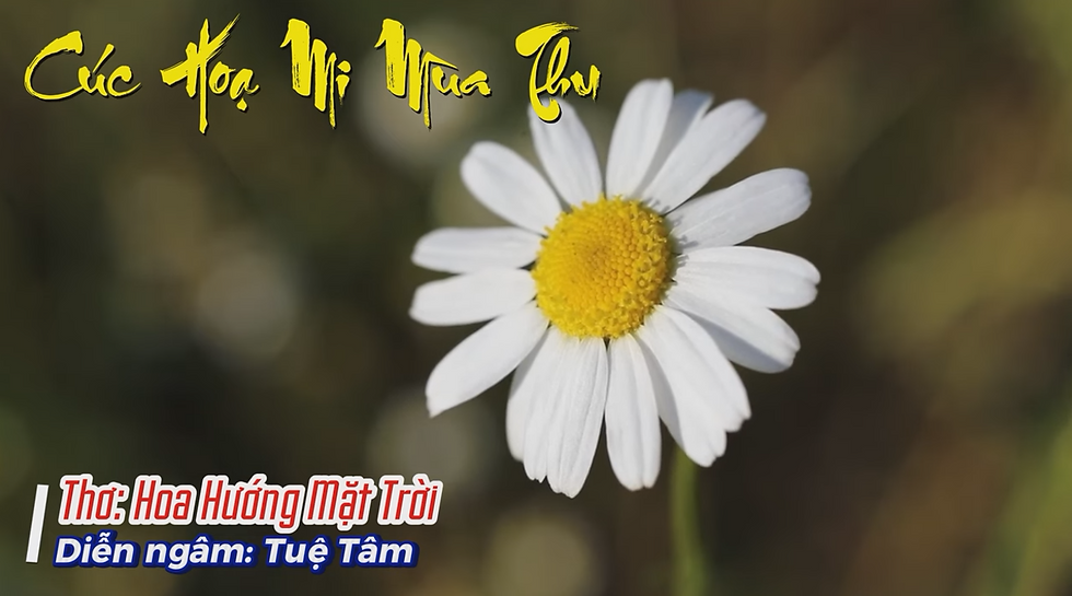 YOUTUBE-CÚC HOẠ MI MÙA THU
