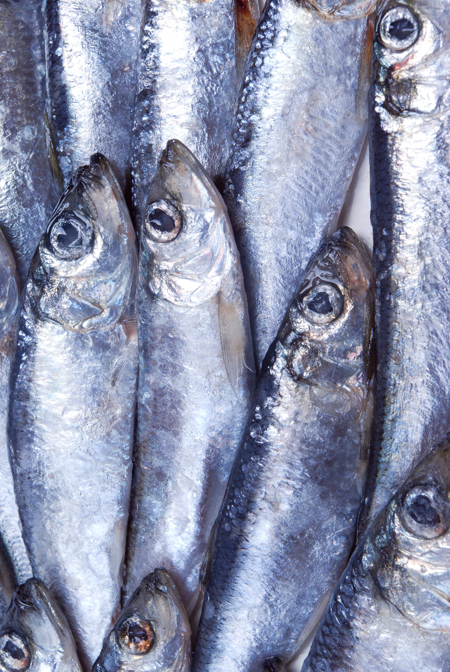 A Fisherman's Ode