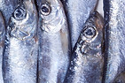 Silver Fish