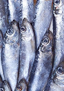 poisson d'argent