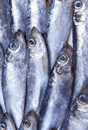 Silver Fish