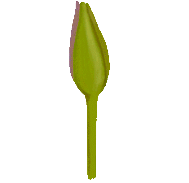 flower-open.gif