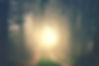 forest-3850523_1920_edited.jpg