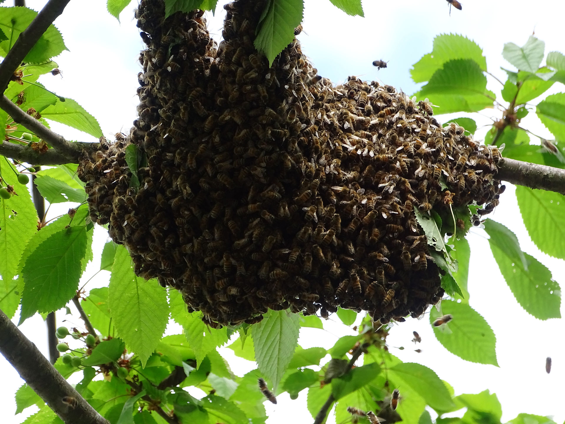 essaim d'abeilles