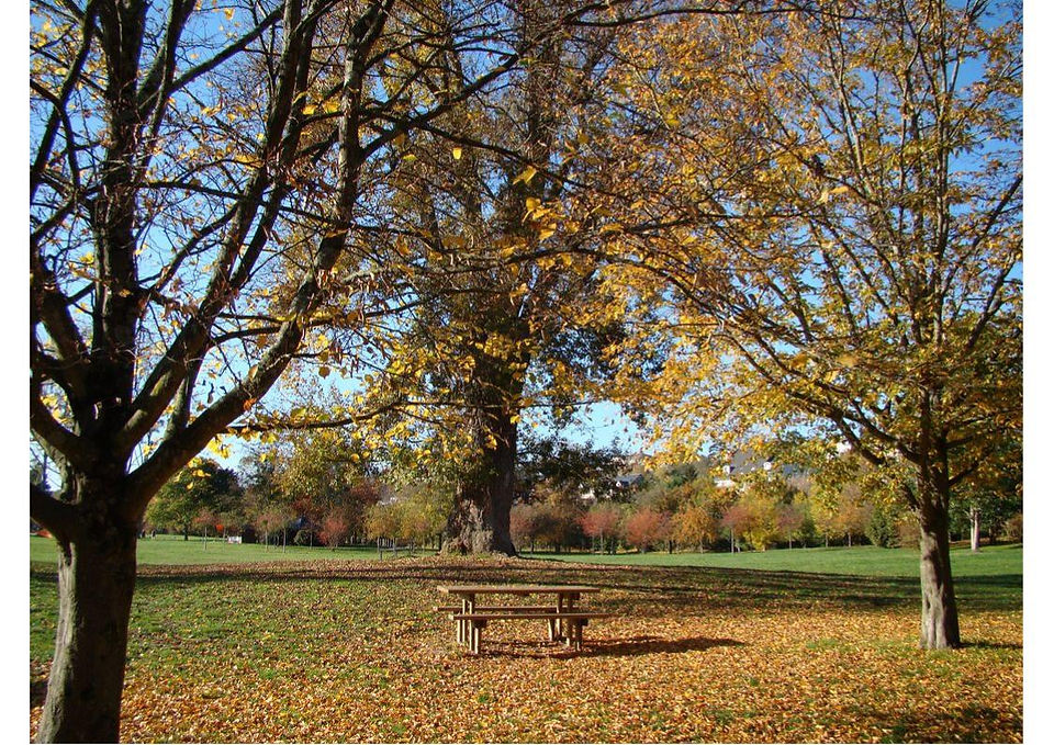 pique nique en automne