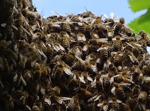 grappe d'abeilles