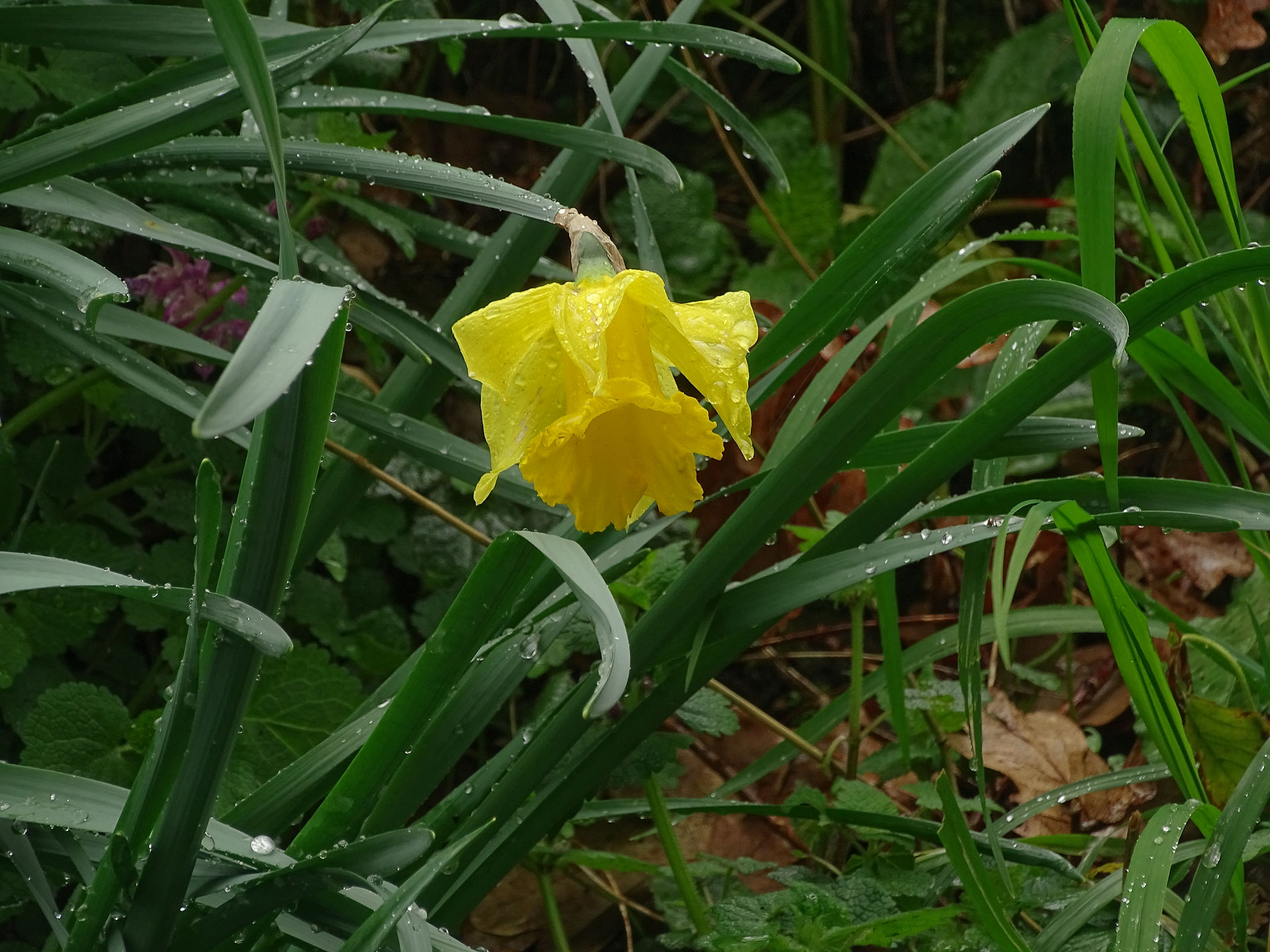 sous la pluie