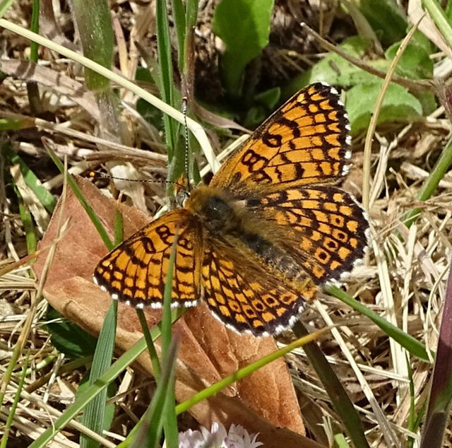 papillon mélitée du plantain 