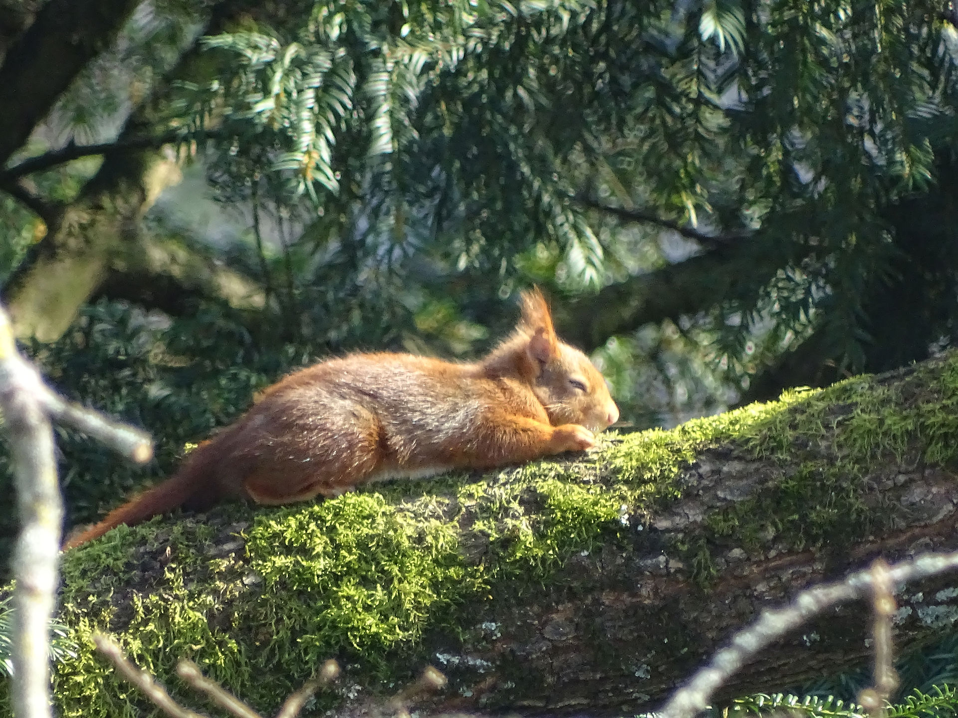 écureuil en mode sieste au soleil du printemps