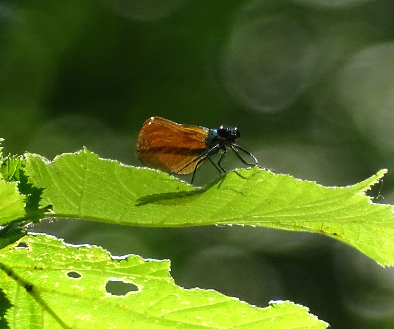 calopteryx