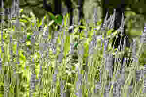 Lavender in our garden