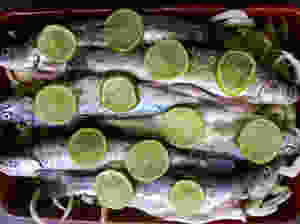 Forel in Pastis