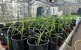 Xiaoping starts her experiments on wheat