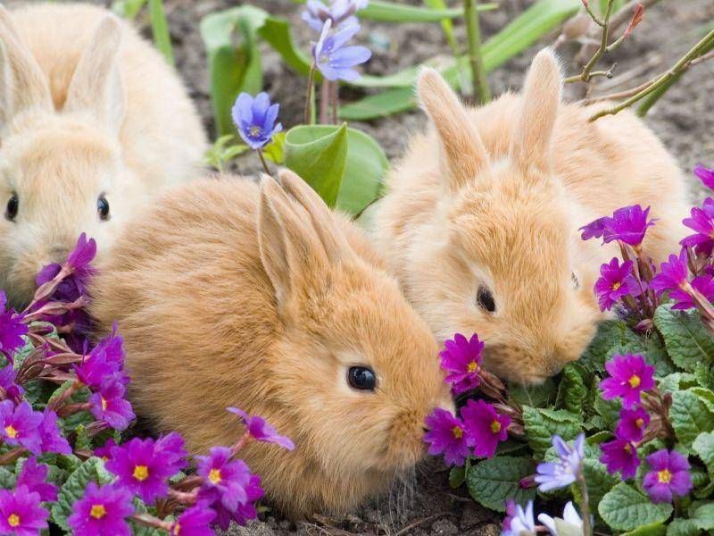 Ostern, Frühling und TCM