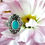 Thumbnail: Dotted Sterling Silver & Robins Egg Turquoise Ring