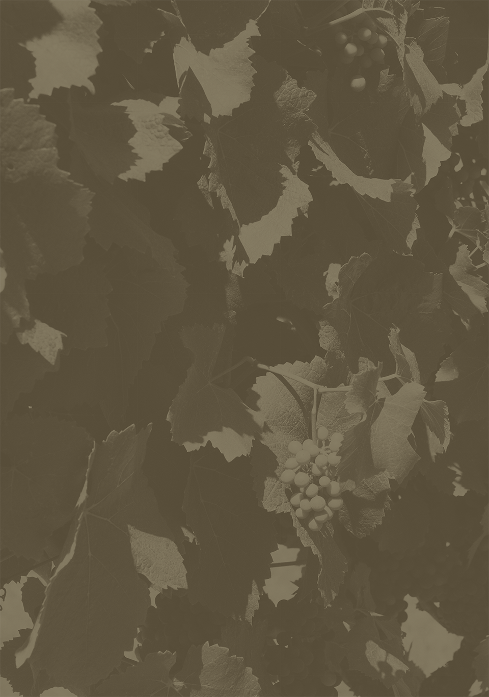CreamRidgeWinery_Site_GrapeLeafBackground_Green.png