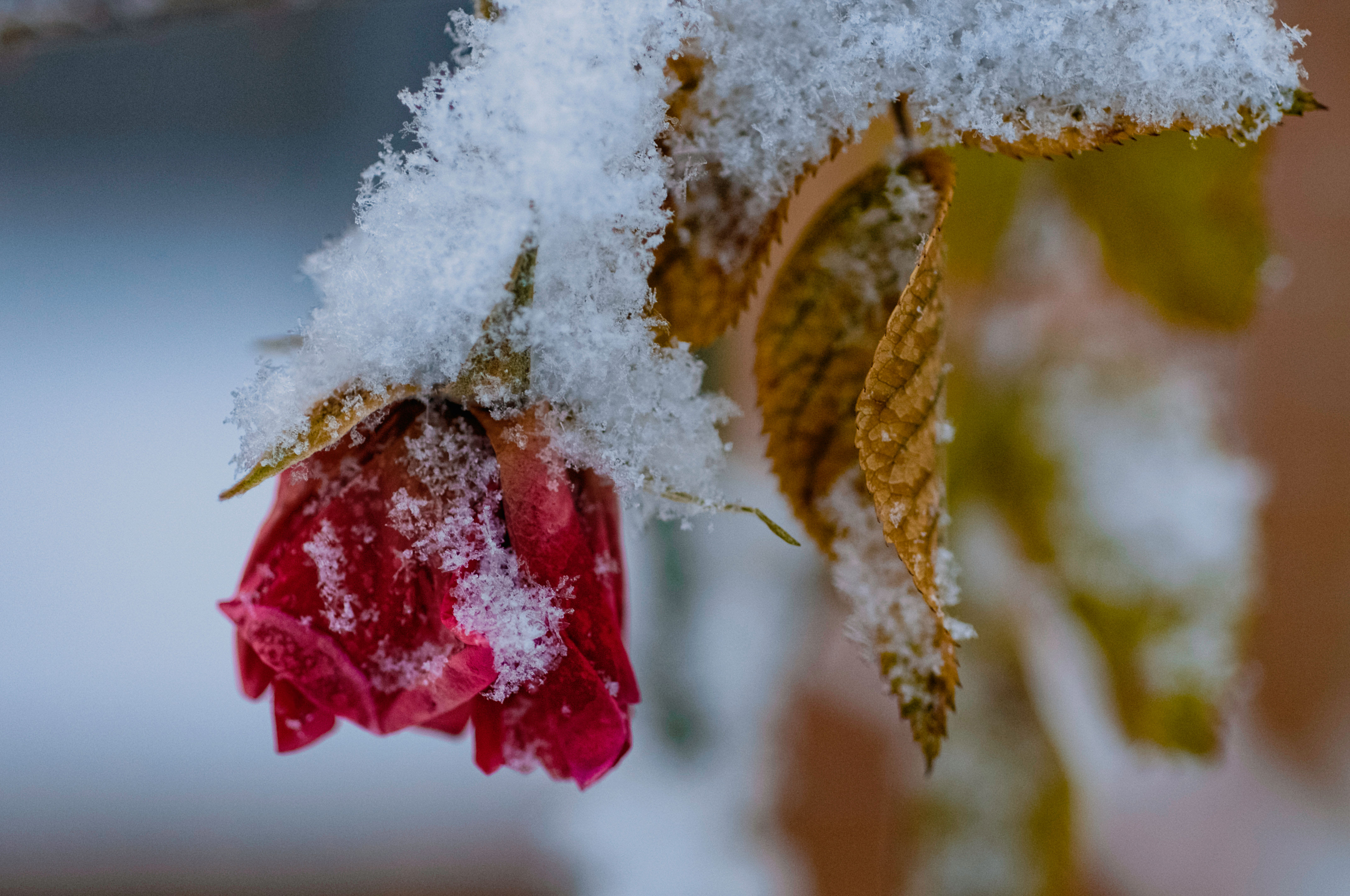 Genevieve Casey : "A Rose in Winter"