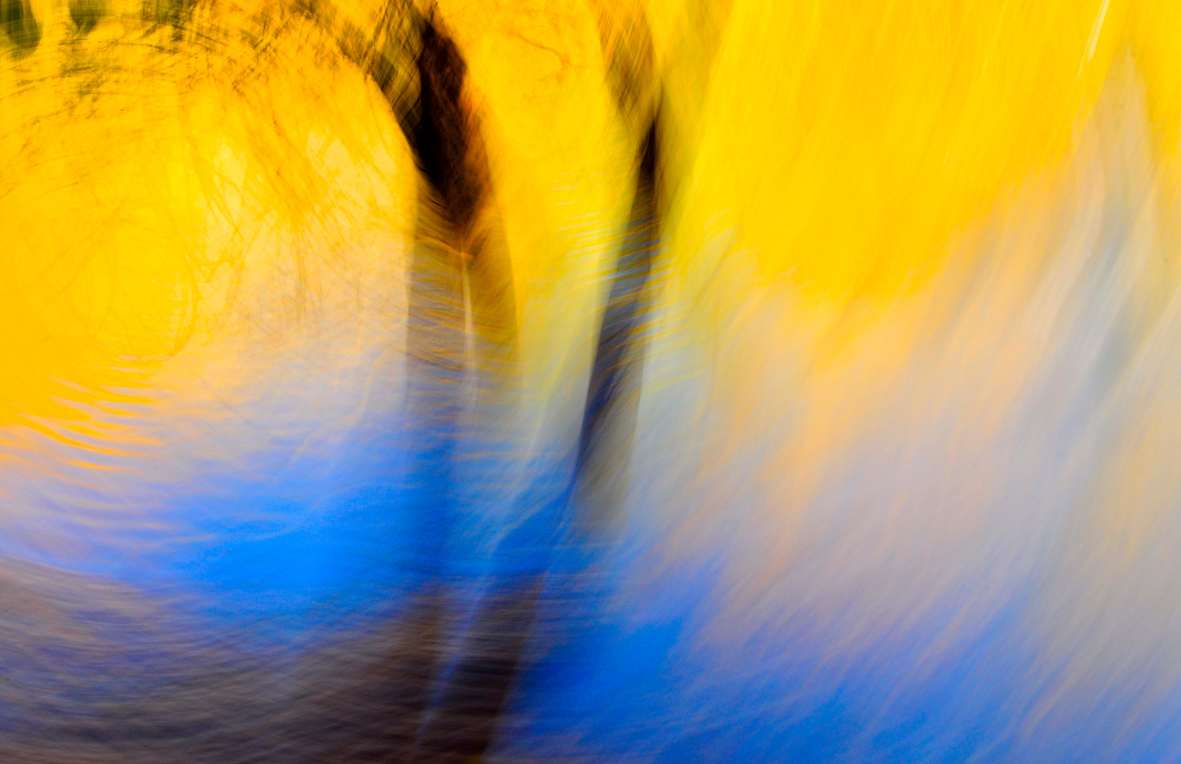 Genevieve Casey : "Elemental, Magical Tree Series"