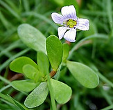 Bacopa_monnieri_W_IMG_1612.jpg