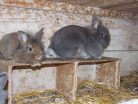 Des poules et des lapins dans un gîte d'urgence ?