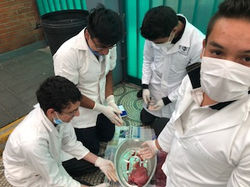 PRÁCTICA DE BIOLOGÍA