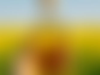 Seed Oils Explained: What They Are, What They Aren’t, and What Actually Matters