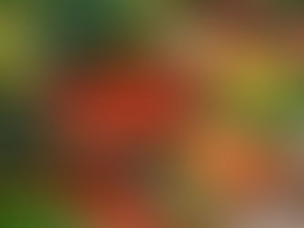 A colourful farmers’ market stall filled with baskets of fresh vegetables and fruit, including tomatoes, carrots, leafy greens, garlic and citrus, arranged neatly on a wooden table in natural light.