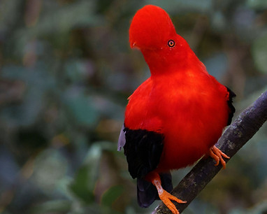 Cock of the Rock - Cloud Forest (1042).jpg