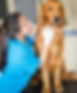 A woman vet tech wearing white gloves petting a golden retriever dog