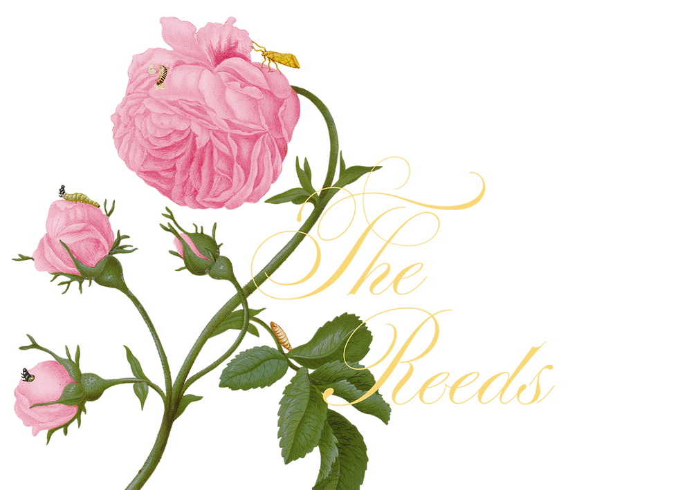 mobile the reeds.png