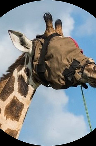 GIRAFFE HOODS -Adult