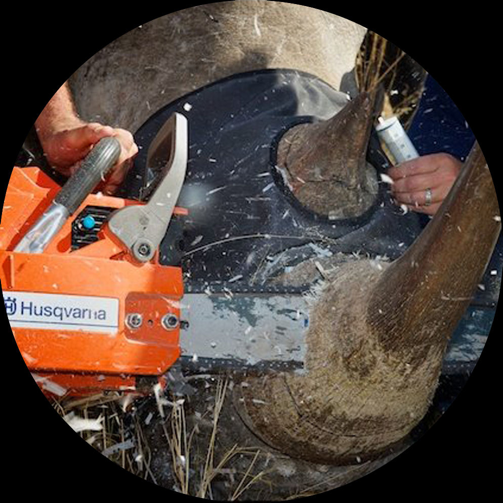 FACEGUARD - ADULT RHINO