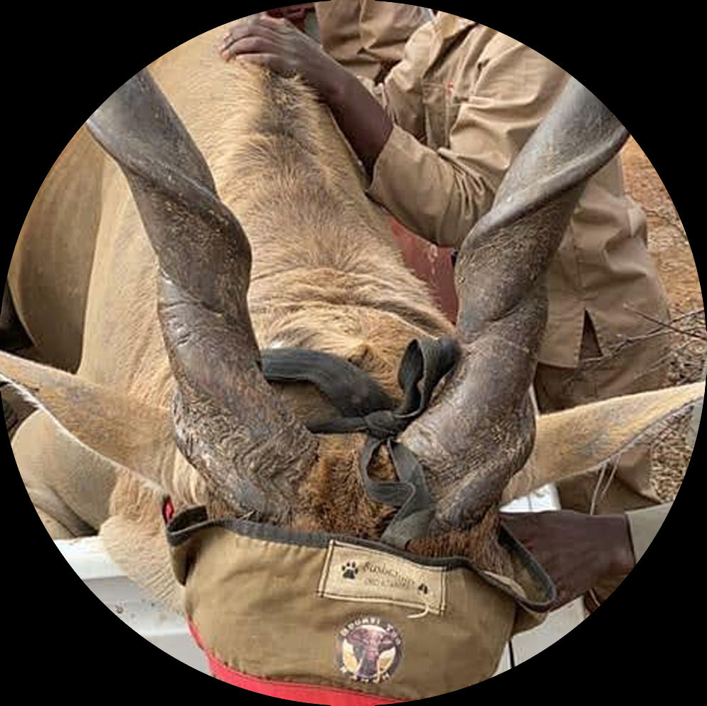 LARGE ANTELOPE HOODS