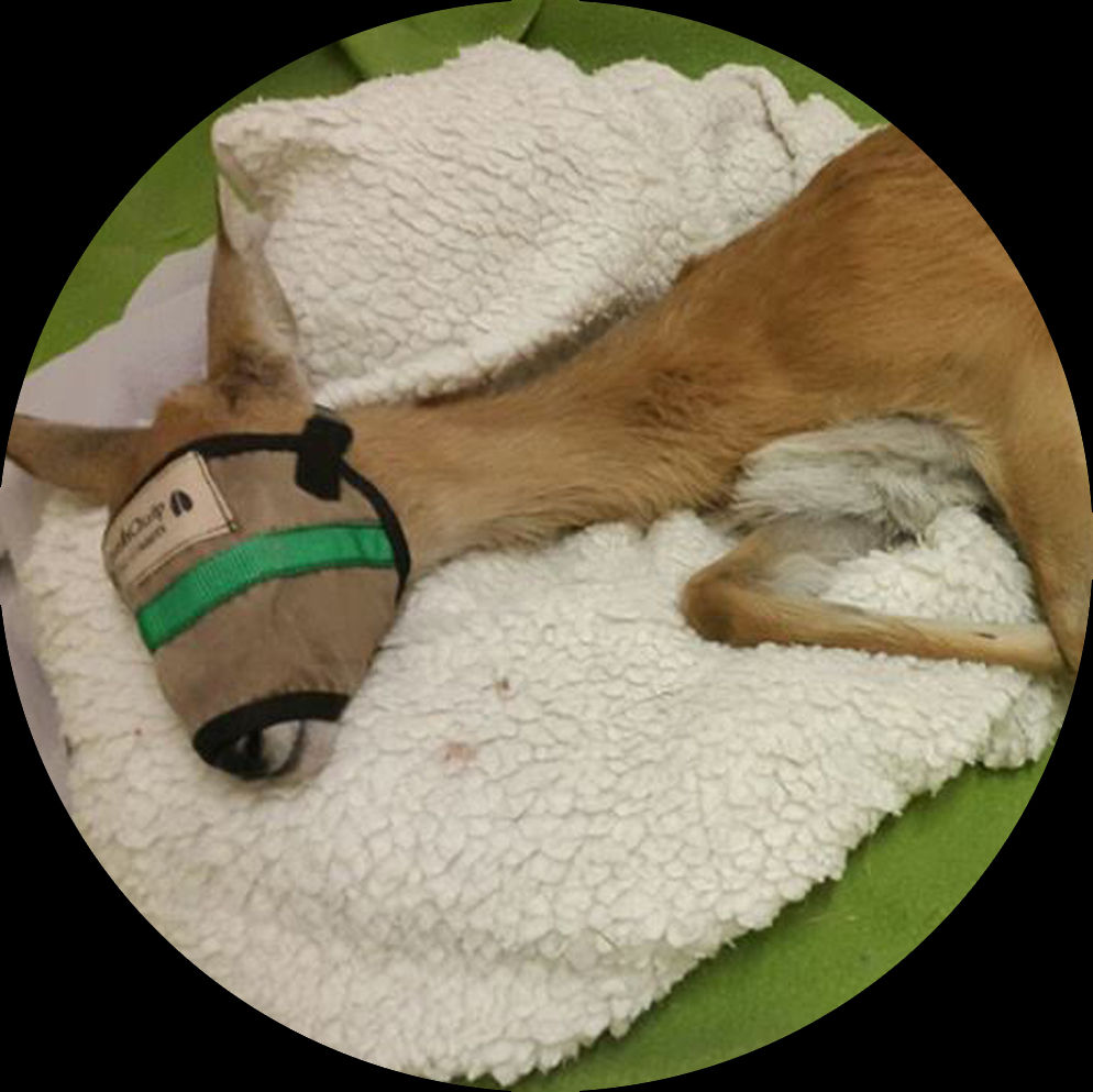 X-SMALL ANTELOPE HOODS